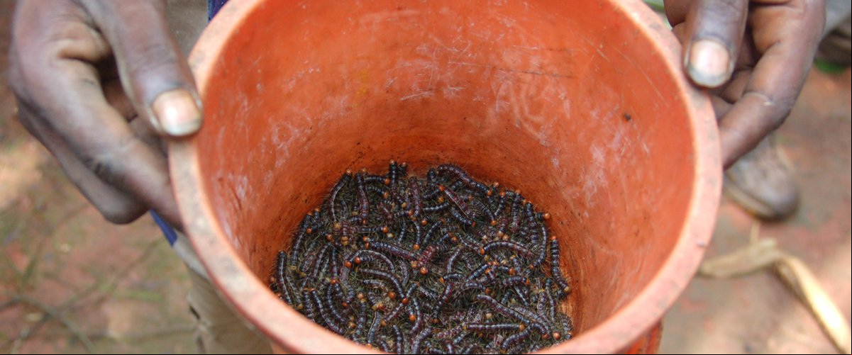 Caterpillars are a seasonal delicacy