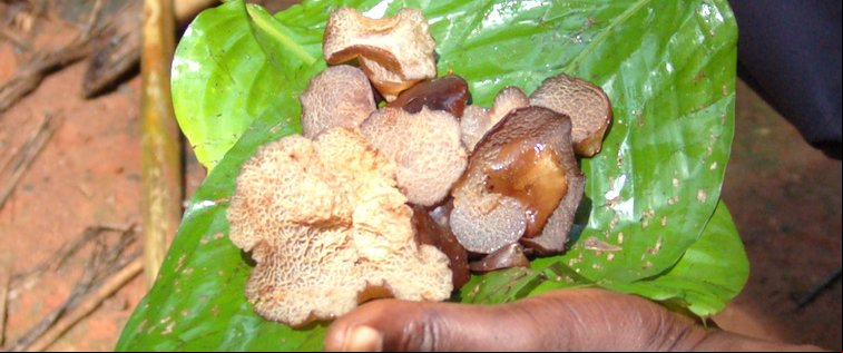 Bagandou 2008 18